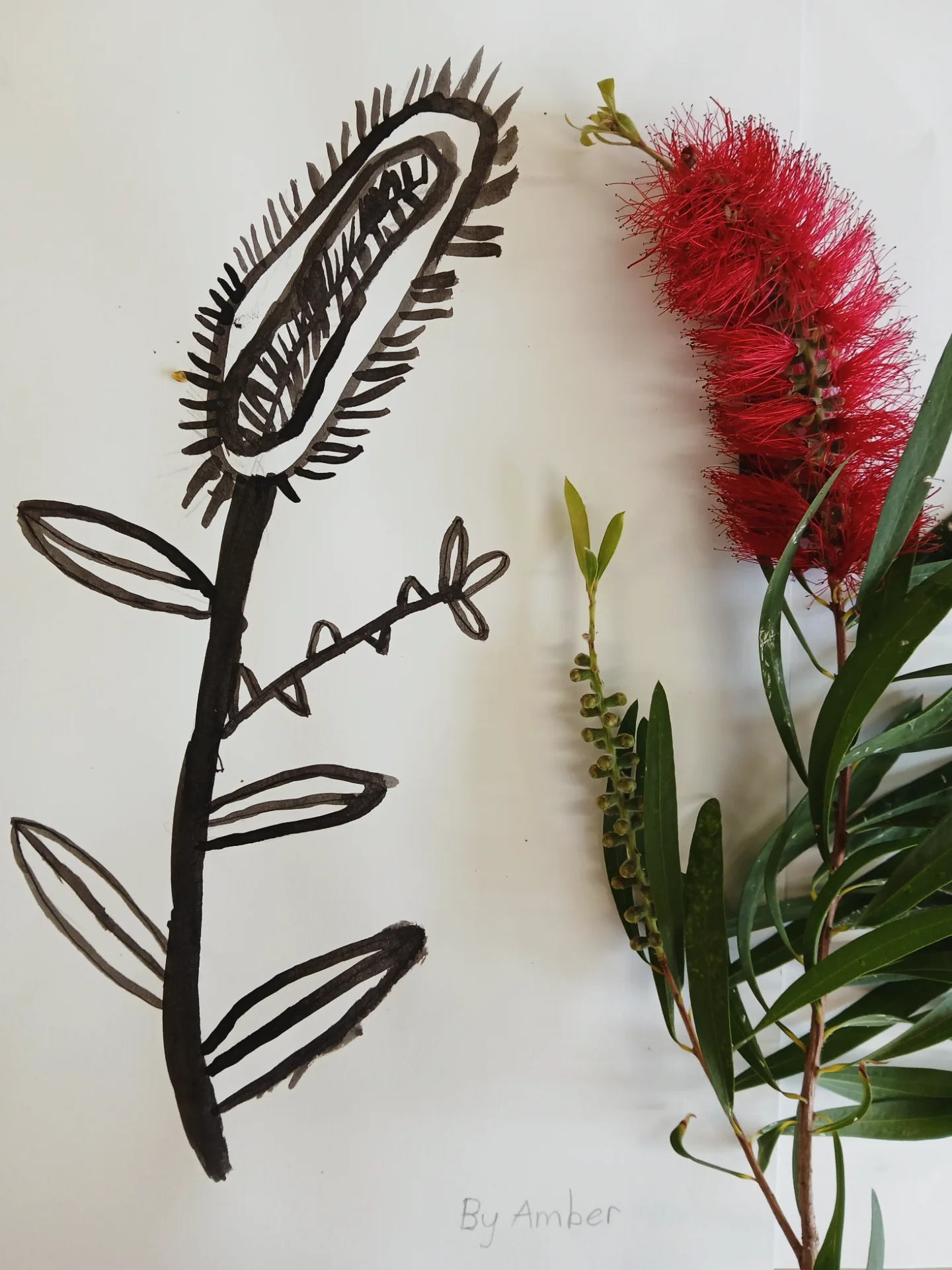 Bottle Brush Ink Drawing, By Amber Yu